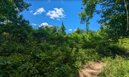 Lush green foliage under a bright blue sky with scattered clouds, depicting a serene natural landscape.