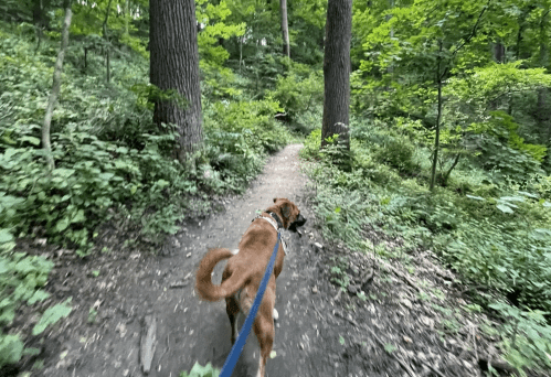 A dog walks along a dirt path in a lush green forest, surrounded by trees and foliage.
