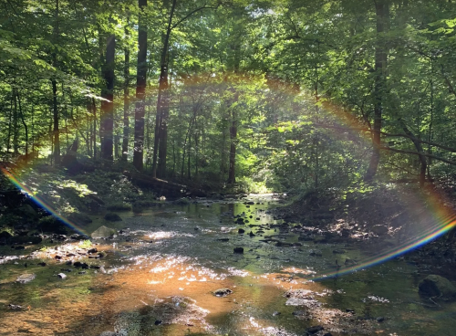 A serene forest scene with a stream, sunlight filtering through trees, creating a rainbow effect over the water.