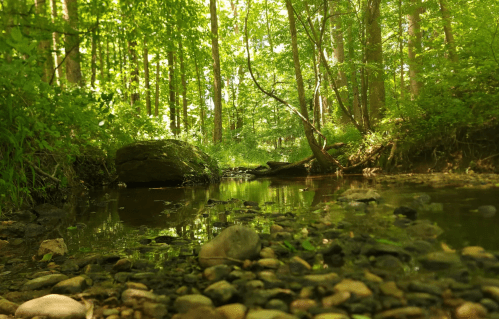 A serene forest scene with a calm stream reflecting greenery and smooth stones along the water's edge.