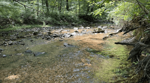 A serene stream flows through a lush green forest, with rocks visible beneath the clear water.