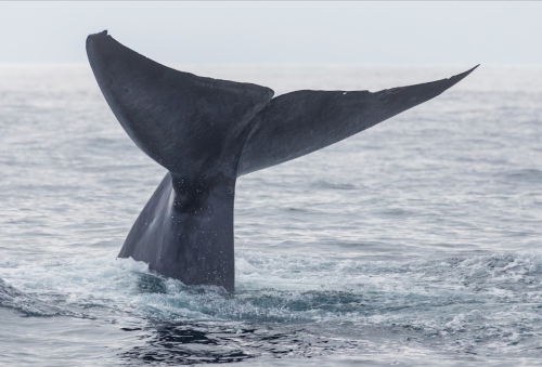 A whale's tail emerges from the water, creating splashes as it dives beneath the surface.