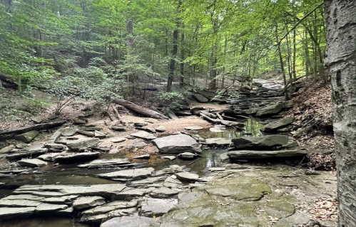A serene forest scene with a rocky stream bed, surrounded by lush green trees and scattered boulders.