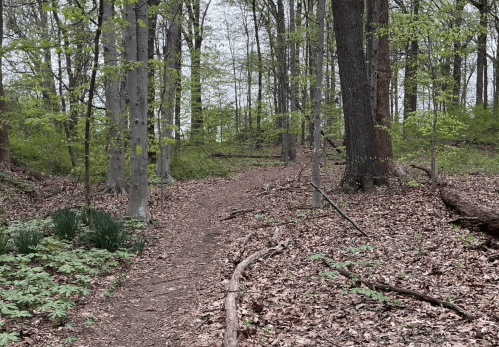 A winding dirt path through a lush green forest with trees and scattered leaves on the ground.