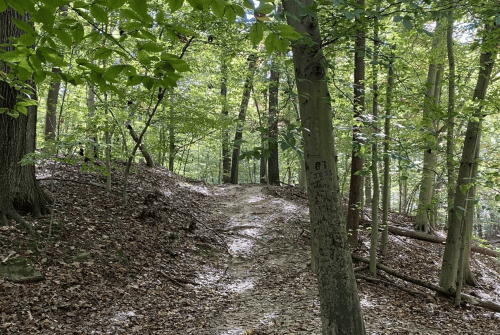 A winding dirt path through a lush green forest, surrounded by trees and fallen leaves.