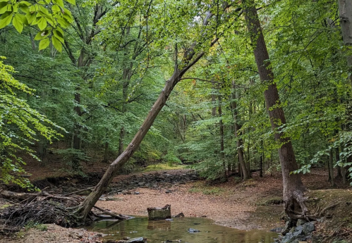 A serene forest scene with a creek, fallen trees, and lush green foliage.
