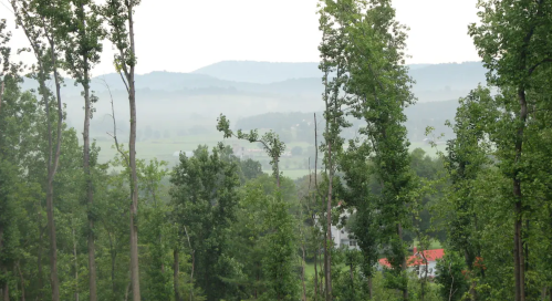 A misty landscape with tall trees in the foreground and rolling hills in the background.