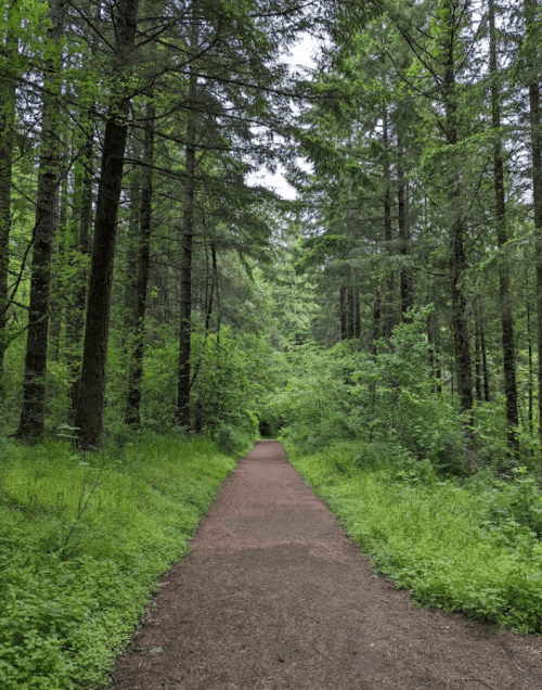 A dirt path winding through a lush green forest with tall trees and dense foliage on either side.
