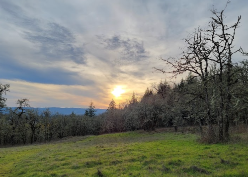 A serene landscape featuring a sunset behind trees, with a grassy foreground and a cloudy sky.