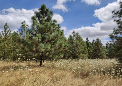 A field of tall grass and wildflowers surrounded by green pine trees under a partly cloudy blue sky.