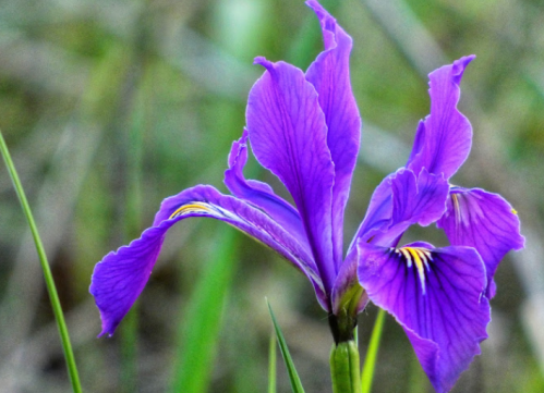 A close-up of a vibrant purple iris flower with delicate petals and yellow accents, surrounded by green grass.