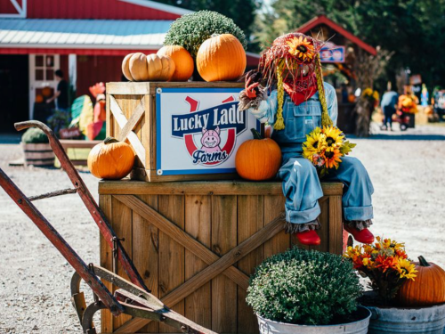 A scarecrow sits on a wooden crate surrounded by pumpkins and flowers at Lucky Lady Farms.