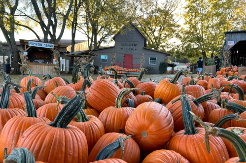 A field filled with vibrant orange pumpkins, with a pumpkin stand and a rustic barn in the background.