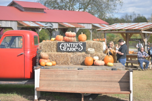 A vintage red truck parked near hay bales decorated with pumpkins at Entry's Farm, with visitors in the background.