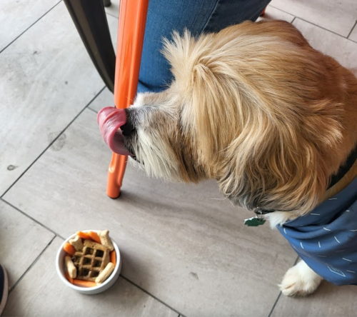 A dog with a fluffy coat eagerly licks its lips near a bowl of waffles and sauce on a tiled floor.