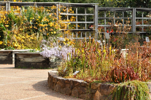 A garden scene featuring colorful plants, including pitcher plants and flowers, with a wooden fence in the background.
