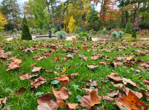 A serene garden scene with a fountain, surrounded by colorful autumn leaves scattered on lush green grass.