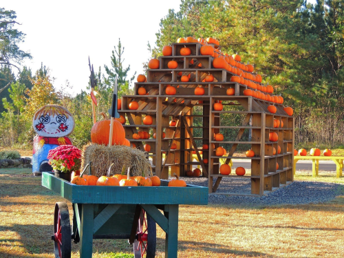 A rustic display of pumpkins stacked on a wooden structure, with a cart of pumpkins and hay bales in a sunny outdoor setting.