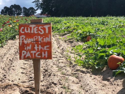 A wooden sign reading "Cutest Pumpkin in the Patch" stands in a pumpkin field with pumpkins growing nearby.