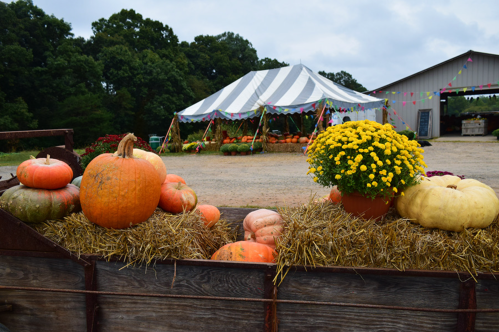 A rustic scene with pumpkins and a pot of yellow mums in front of a striped tent at a pumpkin patch.