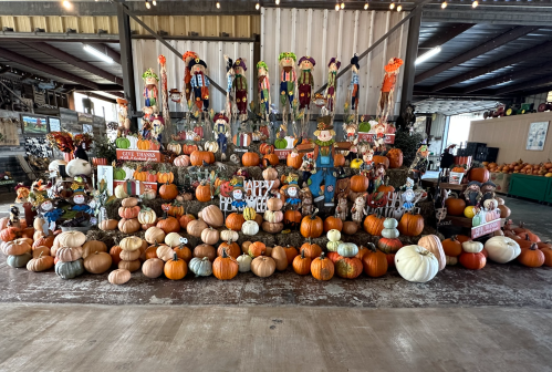 A festive display of pumpkins and scarecrow decorations in a barn, celebrating the fall season.