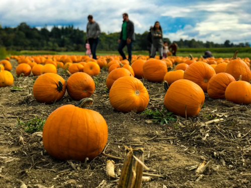 A pumpkin patch with numerous orange pumpkins scattered across the field, people walking in the background.