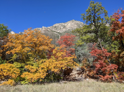Vibrant autumn foliage in shades of orange and red against a mountainous backdrop under a clear blue sky.