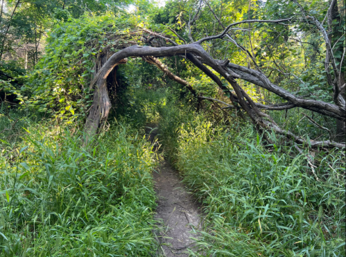 A narrow dirt path through tall grass, framed by a large, arching tree branch overhead.