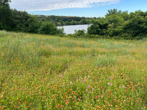 A vibrant field of wildflowers in bloom, overlooking a calm lake surrounded by lush greenery and a blue sky.
