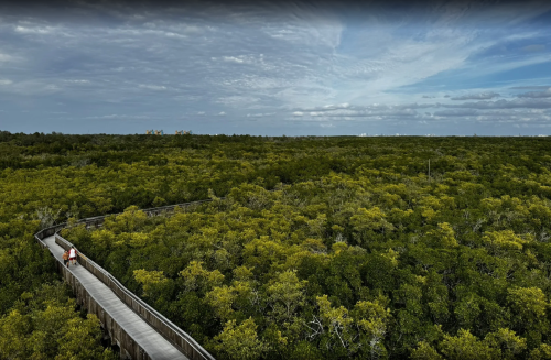 Aerial view of a wooden walkway winding through lush green mangroves under a cloudy sky.