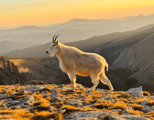 A mountain goat stands on rocky terrain at sunset, with a scenic view of mountains and valleys in the background.