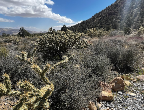 A desert landscape featuring cacti and shrubs, with a mountainous backdrop under a partly cloudy sky.