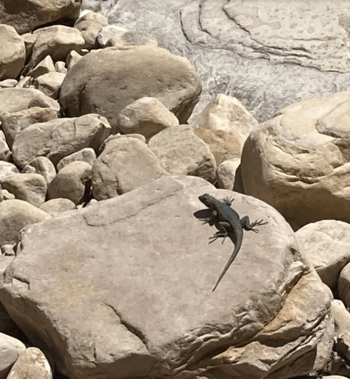 A lizard sunbathing on a large rock among various pebbles and stones.