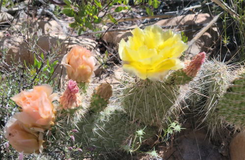 A cactus with pink and yellow flowers blooming among green spines and surrounding vegetation.