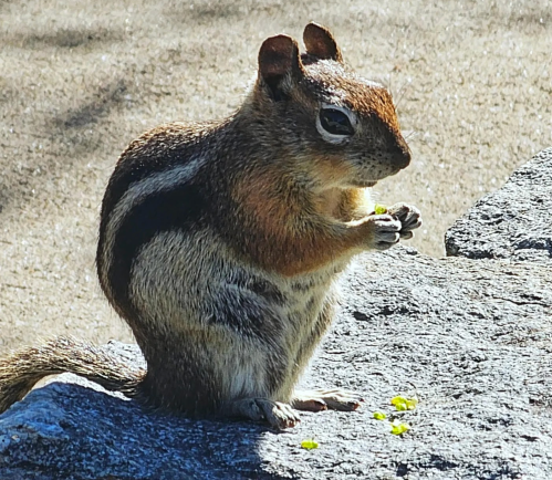 A squirrel sitting on a rock, holding food with its paws, in a sunny outdoor setting.