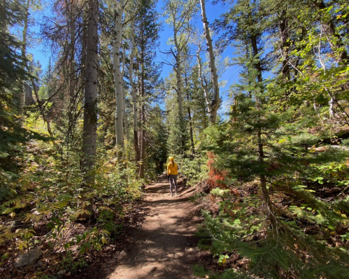 A person in a yellow jacket walks along a forest trail surrounded by tall trees and vibrant greenery.