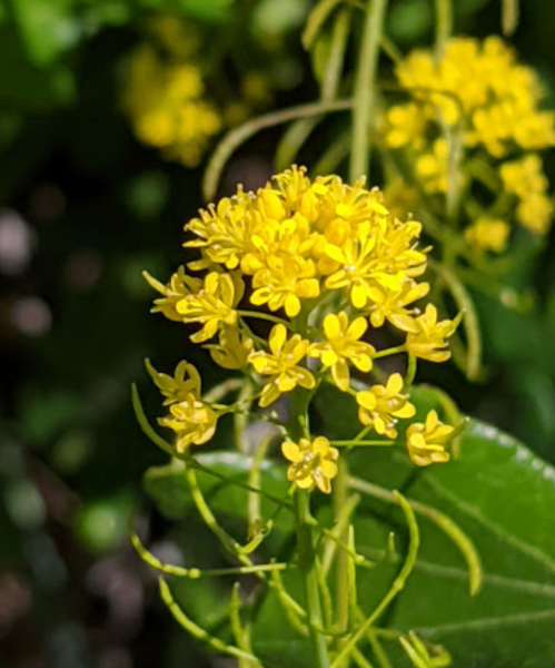 A cluster of small yellow flowers surrounded by green leaves, set against a blurred background.
