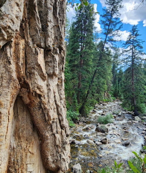 Close-up of a textured tree trunk with a lush forest and a flowing stream in the background under a blue sky.