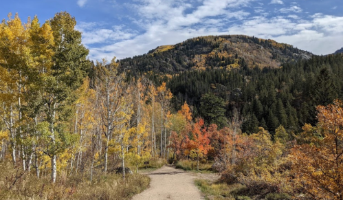 A scenic trail surrounded by colorful autumn trees, leading towards a mountain under a partly cloudy sky.