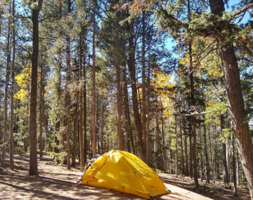 A yellow tent set up among tall trees in a forest with autumn foliage.