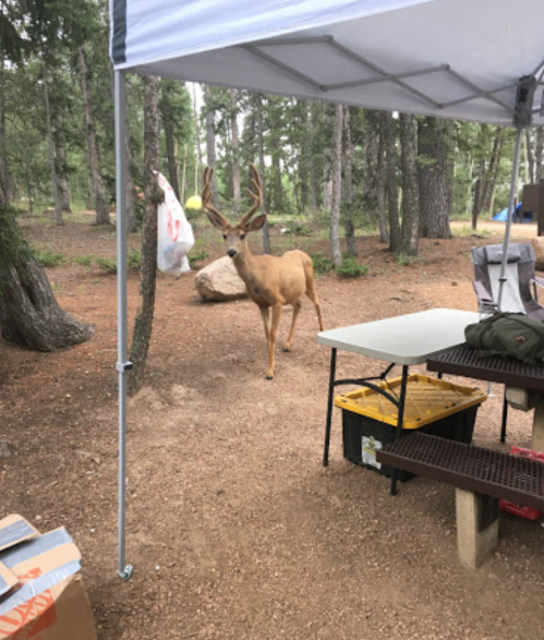A deer with antlers stands near a campsite, surrounded by trees and camping gear.