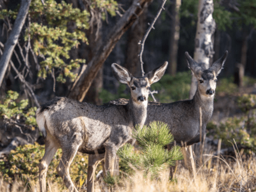 Two deer stand among trees and shrubs in a forested area, surrounded by tall grass and greenery.