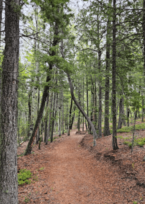 A winding dirt path through a lush forest, surrounded by tall trees and scattered leaves on the ground.