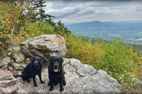 Two black Labrador Retrievers sit on a rocky outcrop, overlooking a scenic mountain view with trees and clouds.