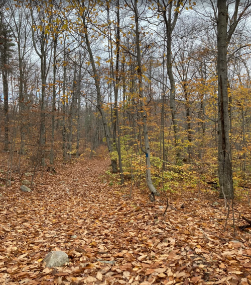 A winding trail through a forest with autumn leaves covering the ground and trees in shades of orange and yellow.