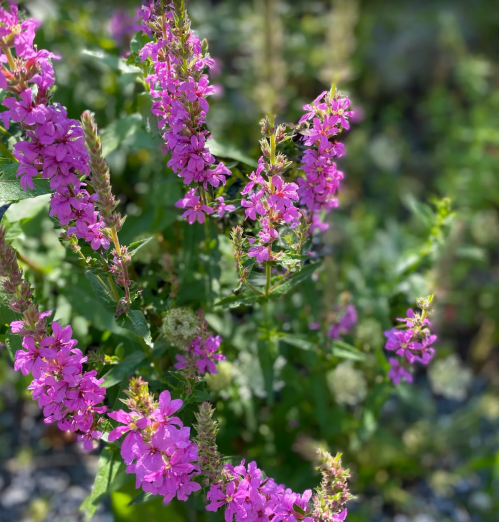 A cluster of vibrant pink flowers blooming amidst green foliage in a sunny outdoor setting.