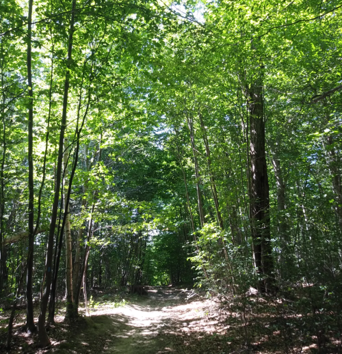 A sunlit forest path surrounded by tall, green trees and lush foliage.