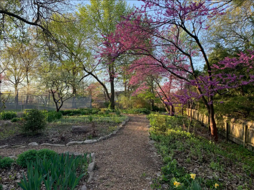 A serene garden path lined with blooming trees and vibrant flowers, surrounded by lush greenery in soft morning light.