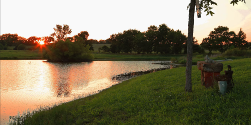 Sunset over a tranquil pond, with lush green grass and trees lining the shore, creating a serene landscape.