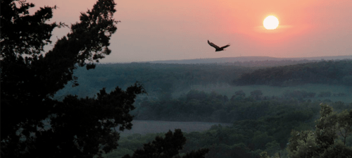 A sunset over a lush landscape, with a bird soaring across the sky.